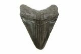 Lot: Juvenile Megalodon Teeth For Jewelry #76698-1